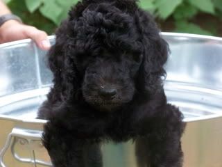 Bruno7wks.jpg