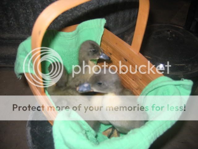 ducks005.jpg