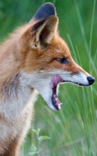chicken-predators-fox.jpg