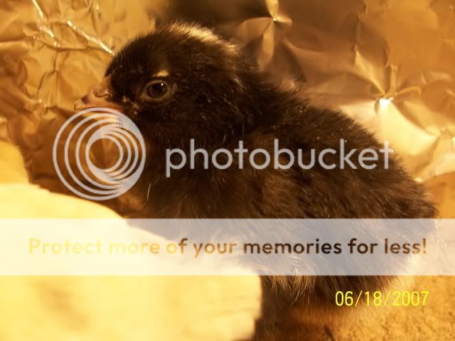 chickblacj.jpg