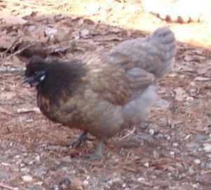 SilkieX-pullet.jpg