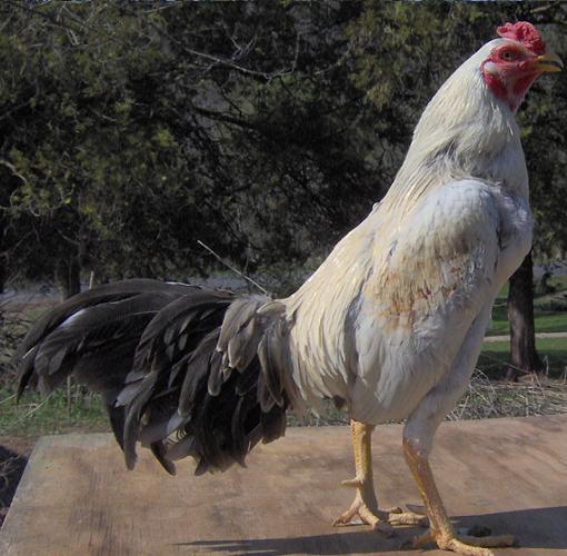 bluewhitepumkincock.JPG