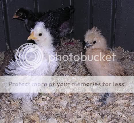 511threechicks.jpg