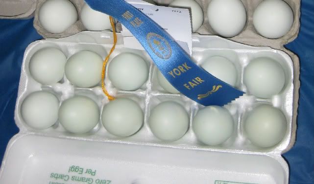 Blue_Eggs.jpg