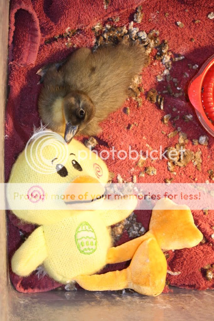 easter015.jpg