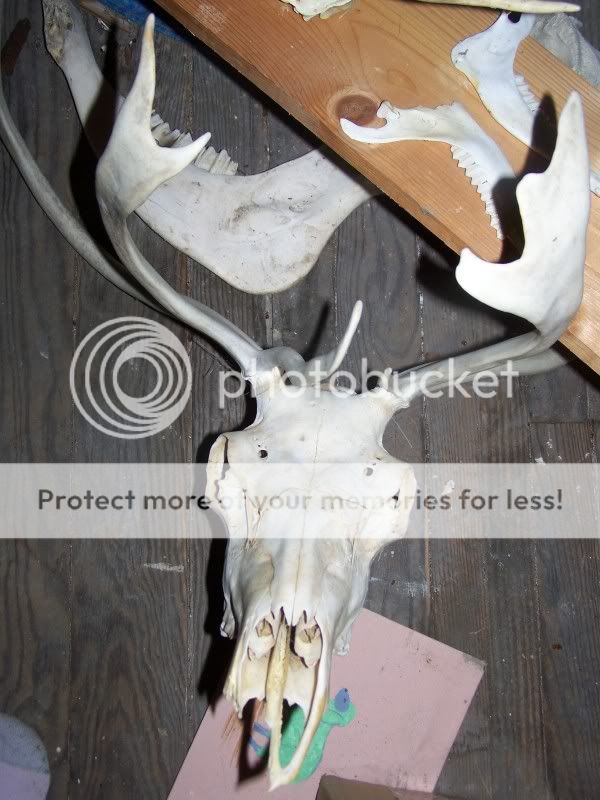 fossils3.jpg
