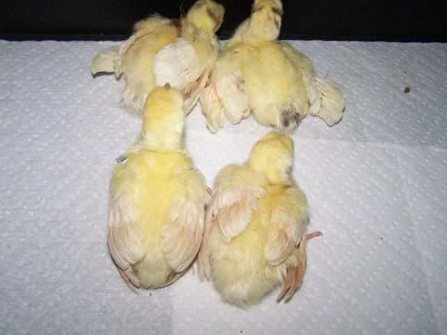 peachicks010.jpg