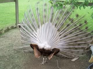 peafowl028.jpg