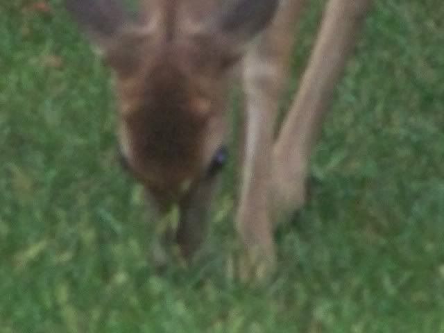 deer015.jpg