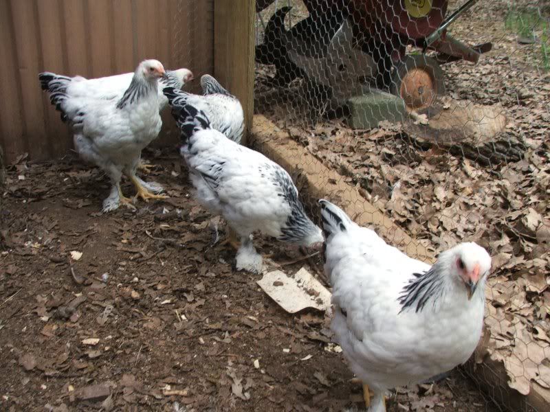 DSCF6152.jpg