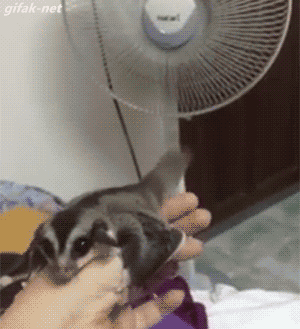 li7NOmN.gif