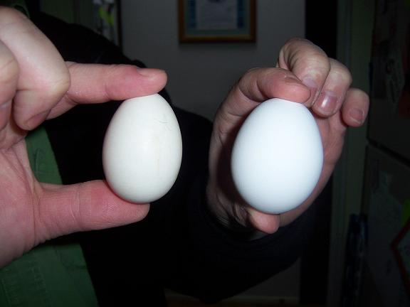 eggs3.jpg