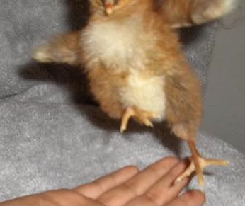 HPIM3094Small.jpg