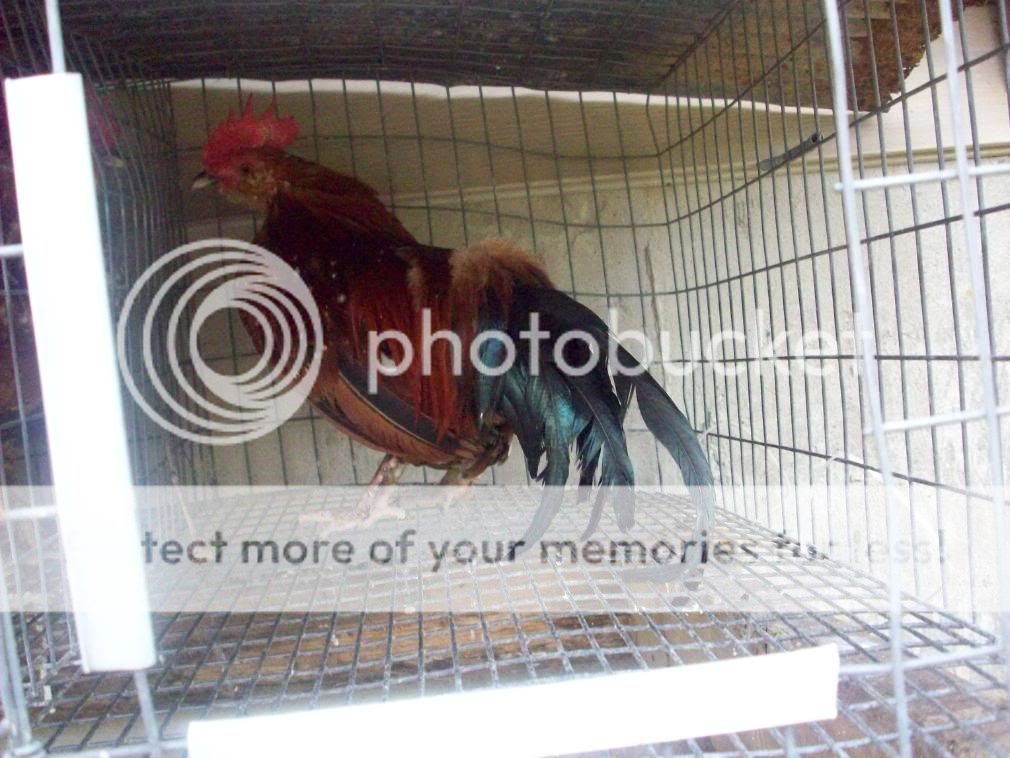chickens073.jpg