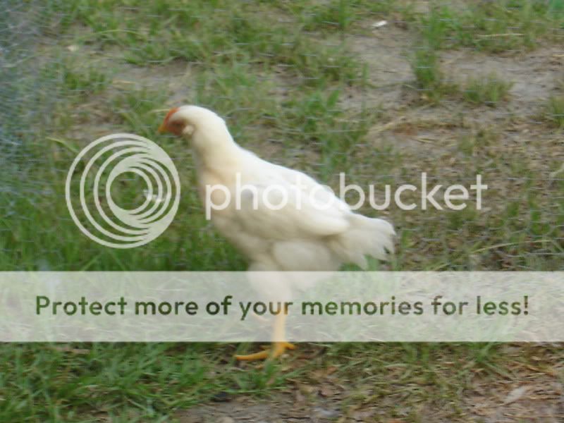 chickensjune2011013.jpg