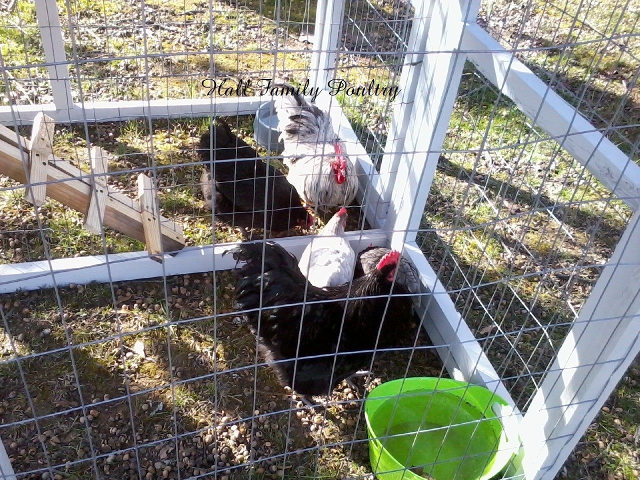 900x900px-LL-d4c25eed_DuplexCoopwithOrpingtonbantams.jpeg
