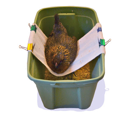DIY-Plastic-Bin-Chicken-Sling.jpg