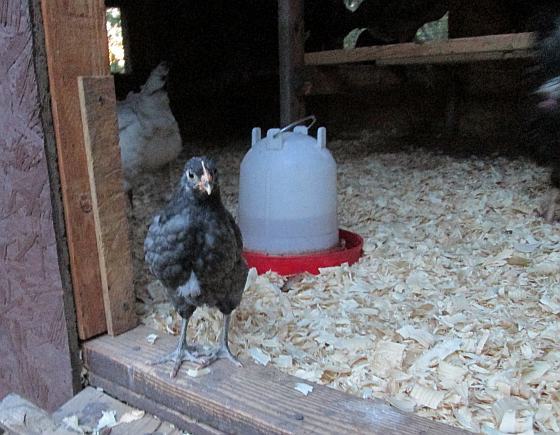 900x900px-LL-fb231284_chick6weeks.jpeg