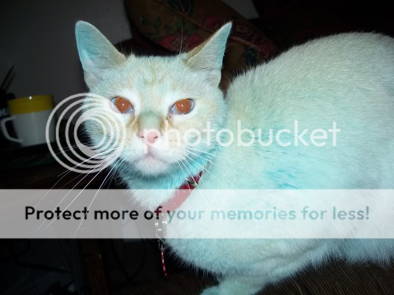 SmurfCat012.jpg