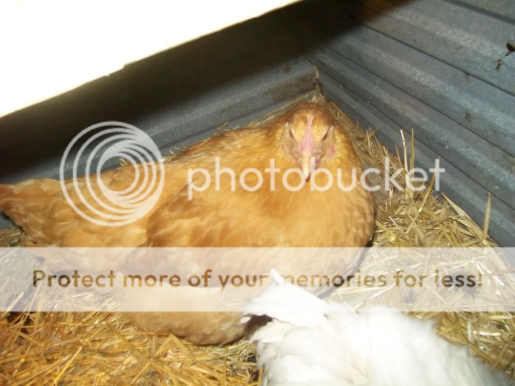 chickenpics050.jpg