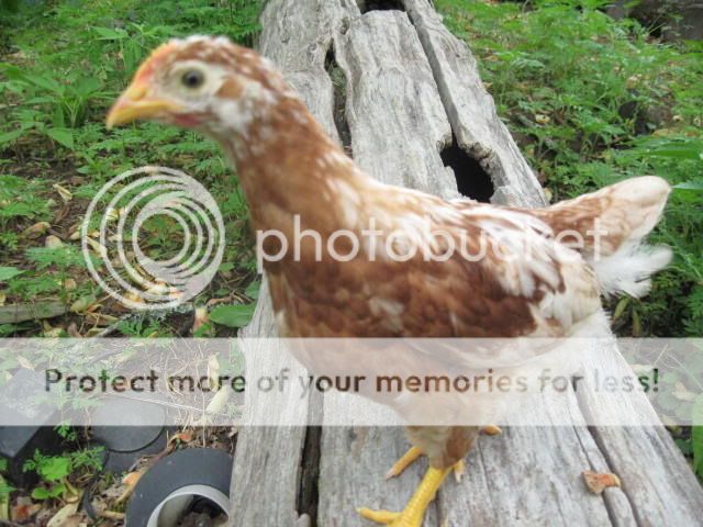 IMG_3929.jpg