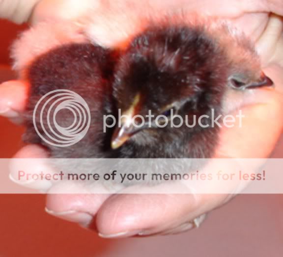 blackbaby001.jpg