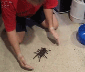 Big-spider-climbs-back.gif