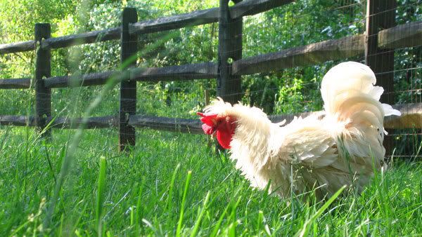 Frizzle-Roo-checking-out-some-food.jpg