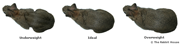rabbitbodycondition2.png
