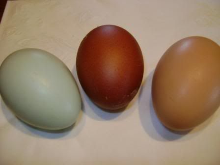 maransegg2.jpg