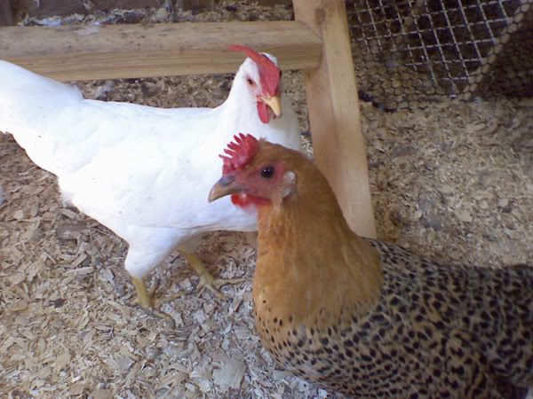 chickens_080209_01.jpg