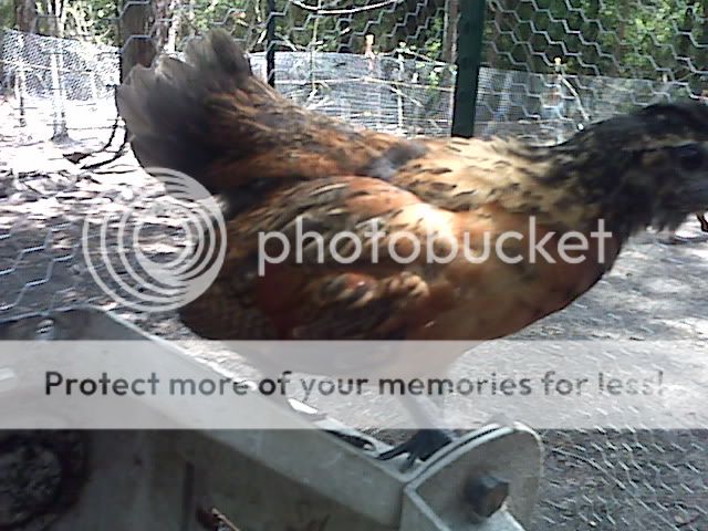 IMG01632.jpg