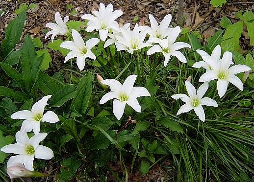 Zephyranthes_atamasco_JAY.jpg