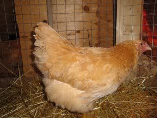 LorraineMcCurry_Buff_Chantie_Hen.jpg