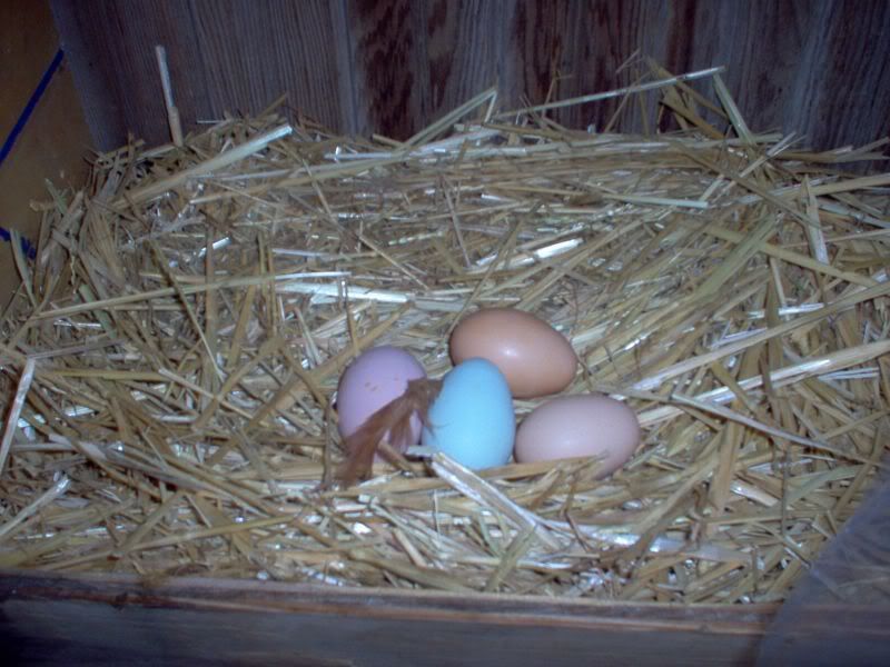 Newchickens001.jpg