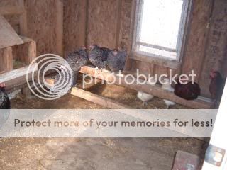 Chickiepics12-08002.jpg