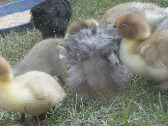 DSCN4317.JPG