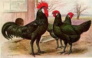 black-minorca-chickens.jpg
