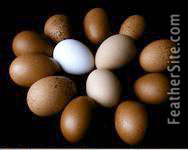 MaransEggs2Small.JPEG