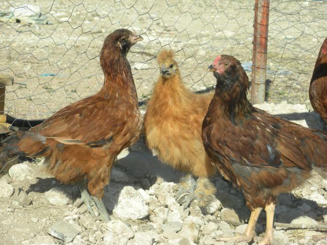 lovinchickin013.jpg
