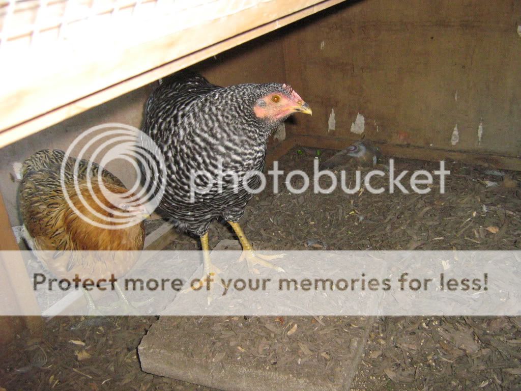 ChickensJuly27th2010073.jpg