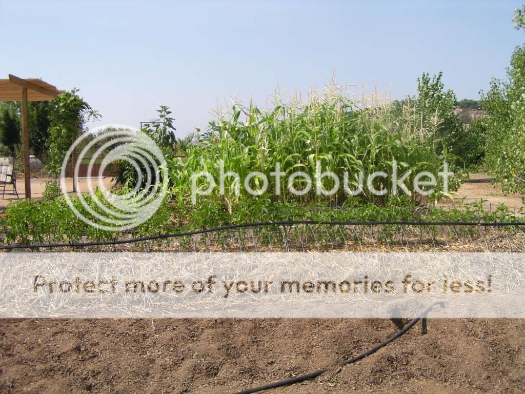 garden2.jpg
