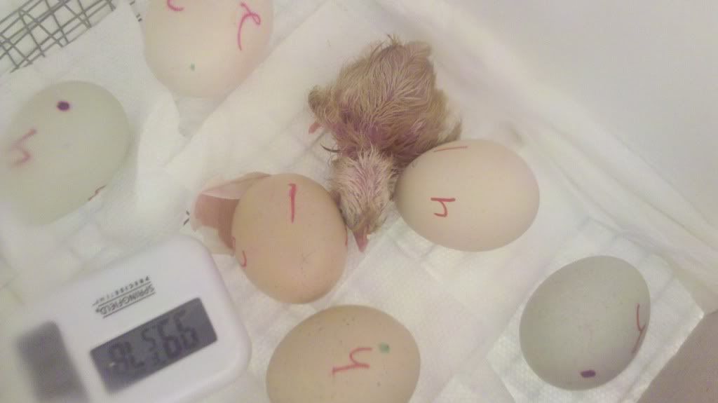 FirstChicky23-9-11.jpg