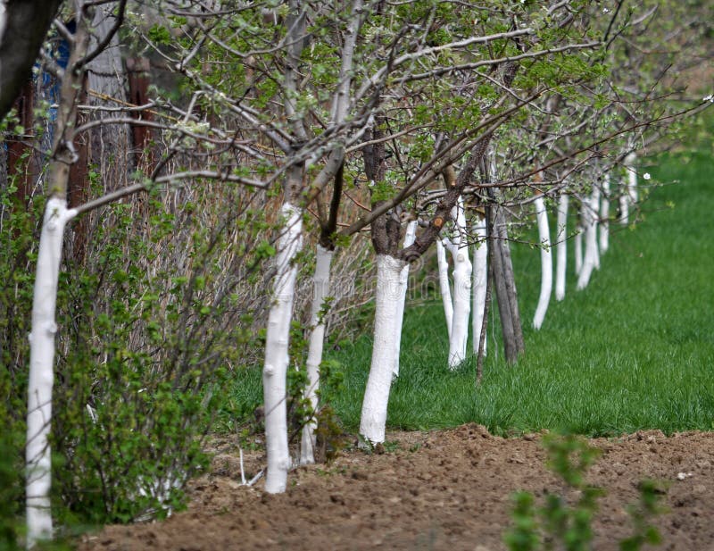 whitewash-trees-fruit-garden-lime-spring-115199550.jpg