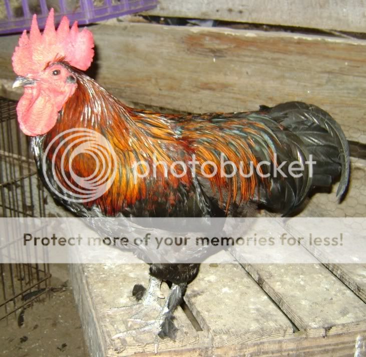 youngroo1.jpg