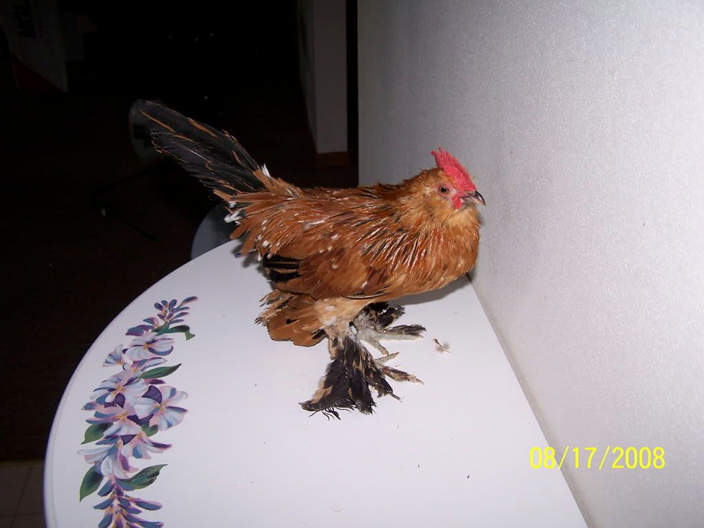 MDuccle10wk.jpg