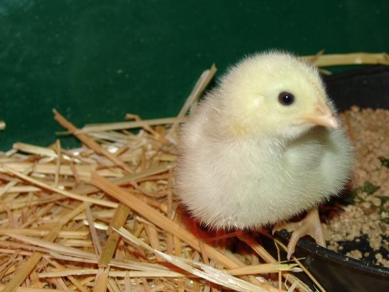 chick03.jpg