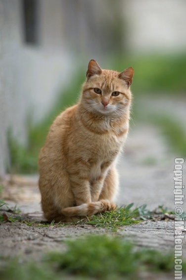 rustpaw.jpg