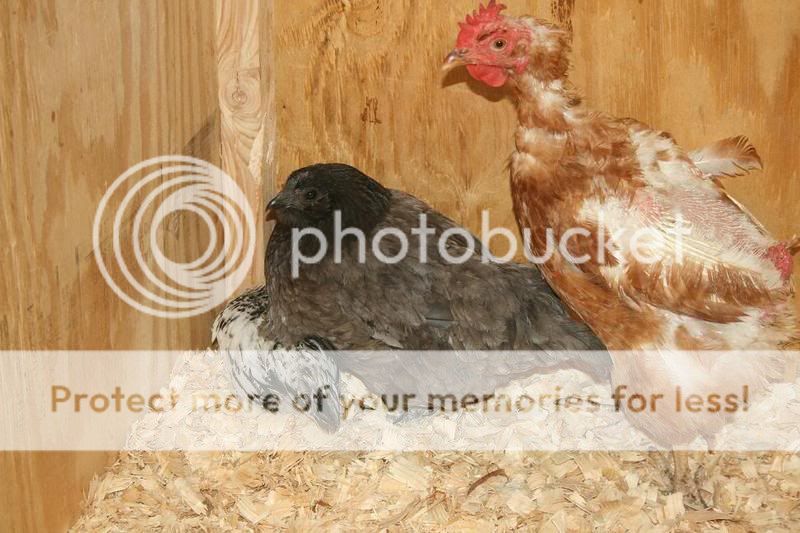EGG1.jpg