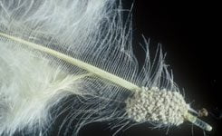 lice-eggs-ohio-state.jpg